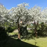 ホームステイ Steffi *